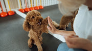 dog training supplies